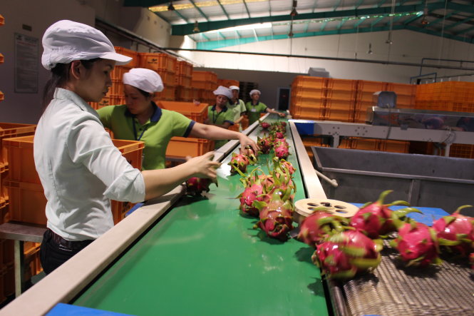 Kỳ vọng sản phẩm xuất khẩu của Việt Nam chiếm tỉ trọng cao trên thị trường thế giới. Trong ảnh: sơ chế thanh long trước khi xuất khẩu sang Nhật Bản - Ảnh: Trần Mạnh