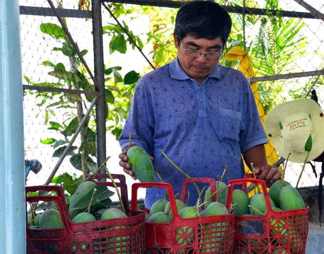 Ông Nguyễn Thế Bảo, giám đốc HTX xoài Suối Lớn (xã Xuân Hưng, huyện Xuân Lộc), kiểm tra chất lượng xoài sau thu hoạch - Ảnh: A Lộc