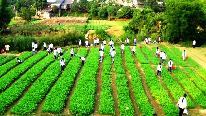 Nhân rộng mô hình nông nghiệp ứng dụng công nghệ cao Tích tụ ruộng đất  liên kết theo chuỗi giá trị  Đăng trên báo Bắc Giang