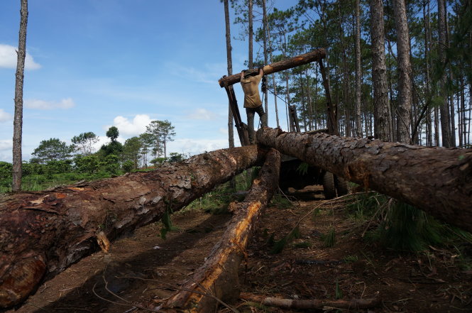 Những cây thông lớn gần 30 năm tuổi bị đốn hạ tại rừng phòng hộ Đambri - Ảnh: Mai Vinh