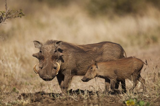 Lợn rừng đực có 4 răng nanh và đây là vũ khí lợi hại để bảo vệ con trước sự tấn công của kẻ thù - Ảnh: Getty Images/Minden Pictures RM