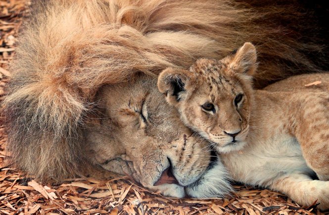 Sư sử đực thường dành thời gian ở bên con khi mẹ chúng đi săn mồi - Ảnh: Getty Images/Flickr RF