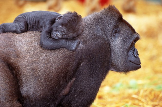 Bé khỉ đột (gorilla) ghì chặt lưng và ngủ ngon lành trên lưng bố. Khỉ bố nổi tiếng “dịu dàng” khi chơi đùa với con nhưng sẽ “chiến đấu hết mình” nếu kẻ thù tấn công con của nó - Ảnh: Art Wolfe/Getty Images