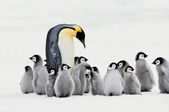 Chim cánh cụt hoàng đế đực là một ông bố nổi tiếng, canh chừng trứng nở và luôn bên đàn chim non khi mẹ chúng đi săn cá - Ảnh: Getty Images/Mint Images RM