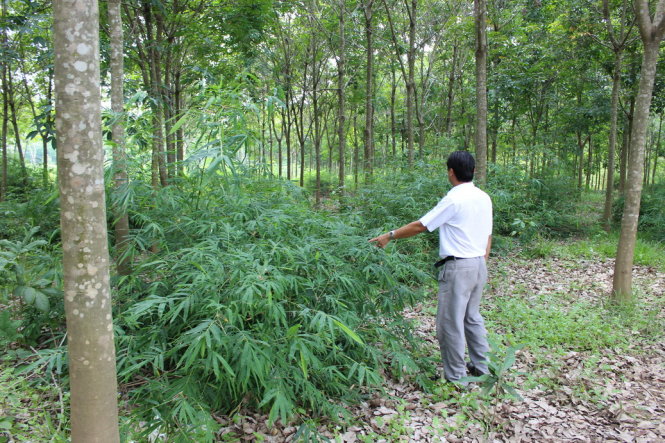 Những vườn cao su bị bỏ hoang - Ảnh: B.Sơn