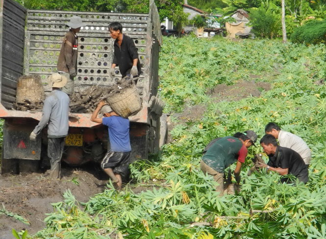 Một hộ dân xã Đồng Khởi, huyện Châu Thành, tỉnh Tây Ninh thu hoạch khoai mì chạy mưa Ảnh: NGỌC HẬU