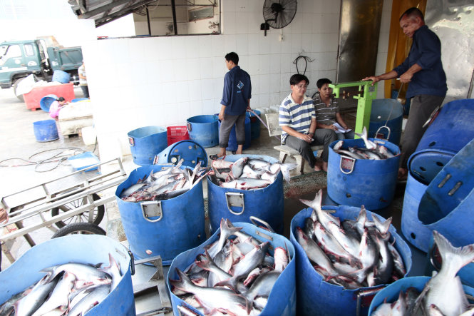 Chế biến cá tra xuất khẩu tại một công ty TNHH ở TP Cần Thơ - Ảnh: Chí Quốc