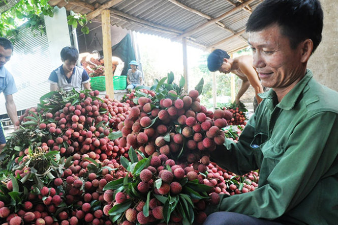 Doanh nghiệp đến xã Hồng Giang (huyện Lục Ngạn) mua vải để xuất khẩu - Ảnh: Quang Thế