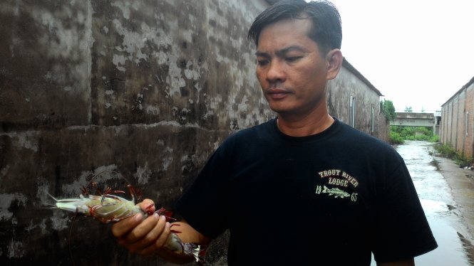 Anh Huỳnh Văn Dũng, chủ một trại tôm ở Rạch Gốc với loài tôm sú bố mẹ 250 gram có giá giao động từ 4 - 6 triệu - Ảnh: Tư Tình