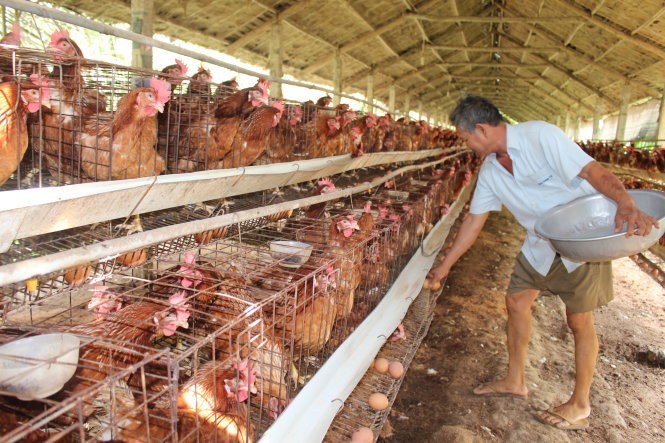Ngành thú y cho rằng nếu không thu phí và lệ phí đối với con gà sẽ không có tiền để trả lương cho cán bộ thú y (ảnh chụp một trại gà ở huyện Chợ Gạo, Tiền Giang) Ảnh: TRẦN MẠNH