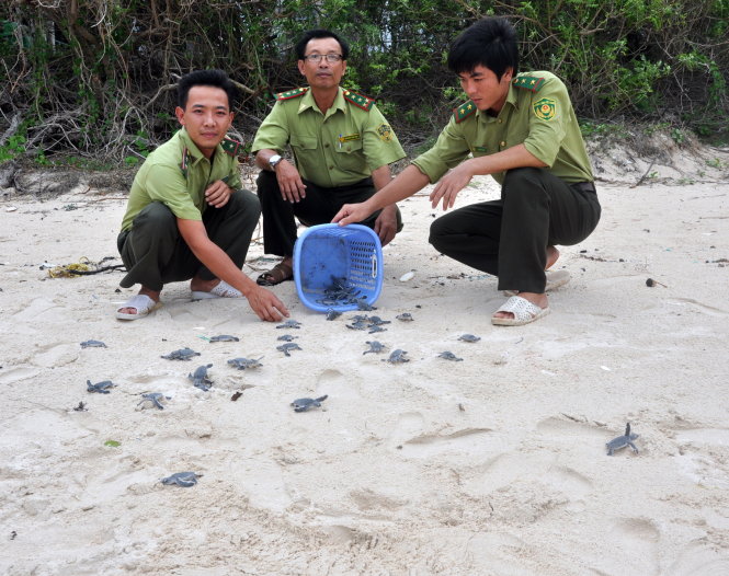 Kiểm lâm hòn Bảy Cạnh thả rùa con về biển - Ảnh: Đông Hà