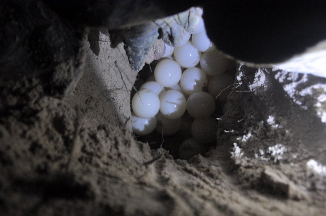 Rùa biển mẹ mang số hiệu “VN 1561” đẻ trứng vào đêm cuối tháng 6-2015 - Ảnh: Đông Hà