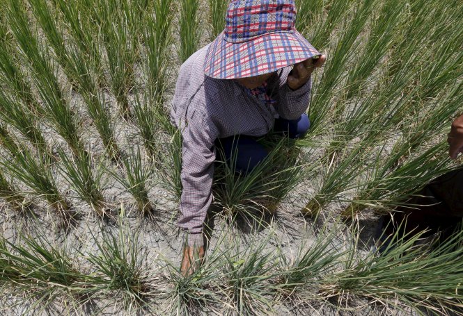 Nông dân Thái Lan trên đồng ruộng khô hạn ở tỉnh Suphan Buri, phía tây Bangkok - Ảnh: Reuters