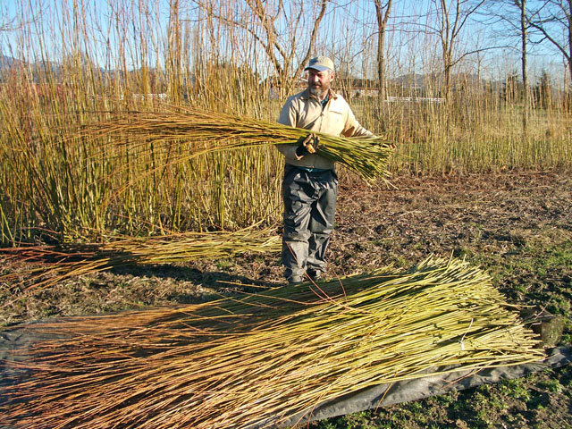 Thu hoạch cỏ liễu khô ở Anh - loài cỏ được sử dụng làm nhiên liệu và thức ăn cho gia súc - Ảnh: willowbasketmaker.com