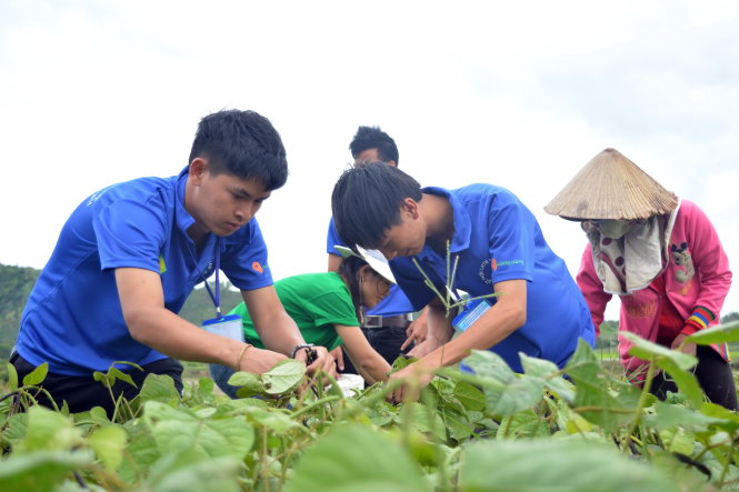 Thanh niên tình nguyện đi hái đậu giúp bà con tại buôn Ea Nông A, xã Vụ Bổn, huyện Krông Pắk (Đắk Lắk) để học sinh có thời gian đến lớp học hè  Ảnh: LĨNH HỒNG