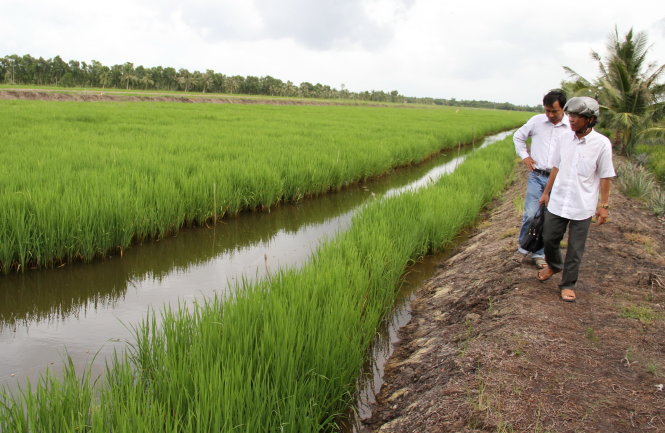 Một thửa ruộng trồng lúa một bụi đỏ và nuôi tôm sú ở xã Ninh Thạnh Lợi A Ảnh: V.TR.