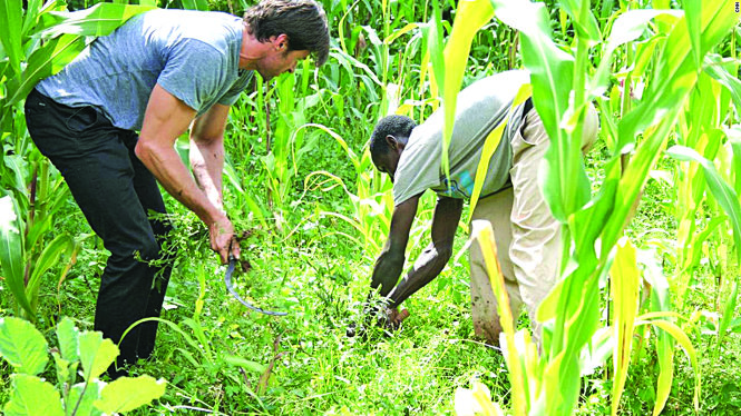 Hugh Jackman (trái) và anh nông dân Dukale làm cỏ trong ruộng ngô của gia đình anh Dukale   Ảnh: CNN