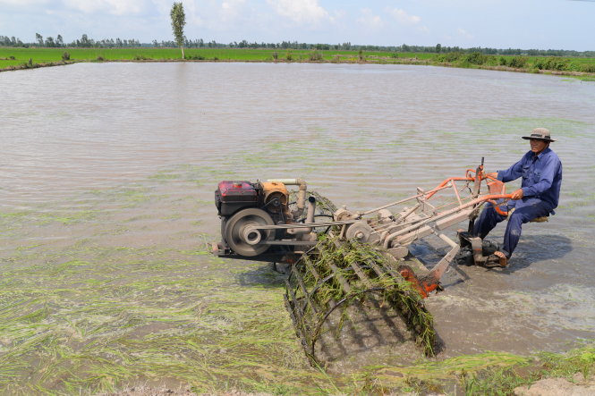 Nông dân huyện Hòn Đất, tỉnh Kiên Giang phải phá bỏ lúa bị hư hại do nhiễm mặn - Ảnh: Hữu Khoa