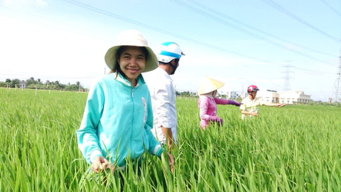 Các học viên Campuchia trong buổi thực tế tập thu hoạch lúa - Ảnh tư liệu