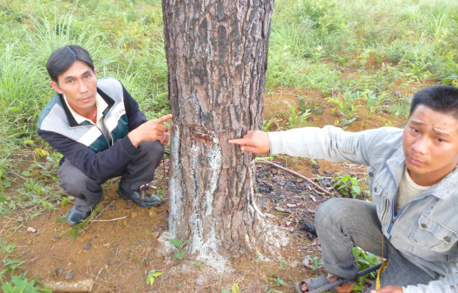 Hai trong nhóm 5 nghi can liên quan đến vụ đầu độc thông rừng bên vết chặt gốc thông để đổ thuốc trừ sâu - Ảnh: Lê Chuyên