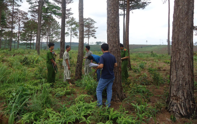Công an huyện Bảo Lâm đưa các nghi can đến hiện trường vụ đầu độc thông rừng - Ảnh: Lê Chuyên