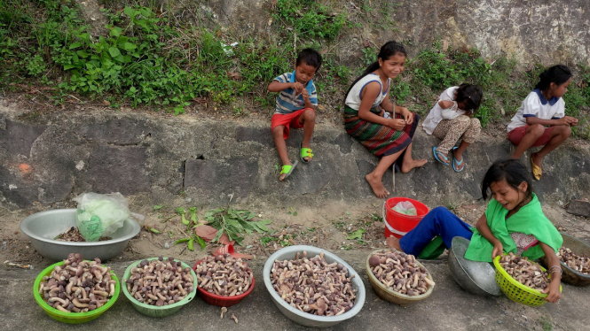 Những đứa trẻ Vân Kiều bán nấm tràm Ảnh: Quốc Nam