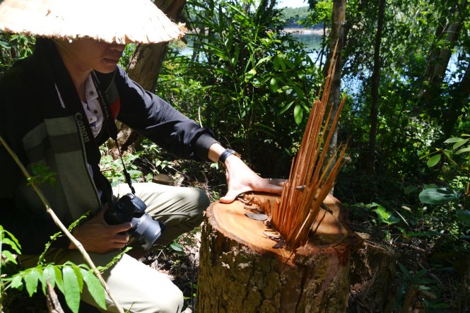 Gỗ rừng phòng hộ Phú Ninh bị lâm tặc đốn hạ - Ảnh: Lê Trung