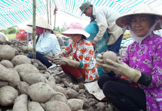 Nông dân trồng khoai lang tím lỗ nặng do giá khoai rớt, khó tiêu thụ - Ảnh: P.NGUYÊN