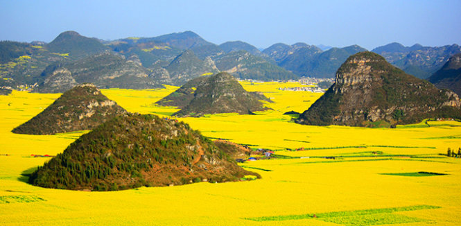 Cánh đồng hoa cải vàng ươm báo hiệu mùa xuân về ở Luoping -Trung Quốc - Ảnh: Purewow