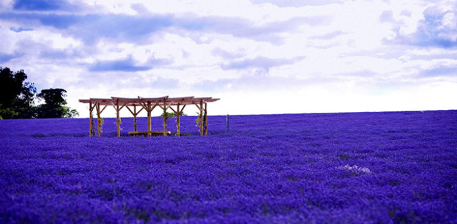 Cánh đồng hoa oải hương tím ngắt trải dài chân trời tại Provence - Ảnh: Purewow