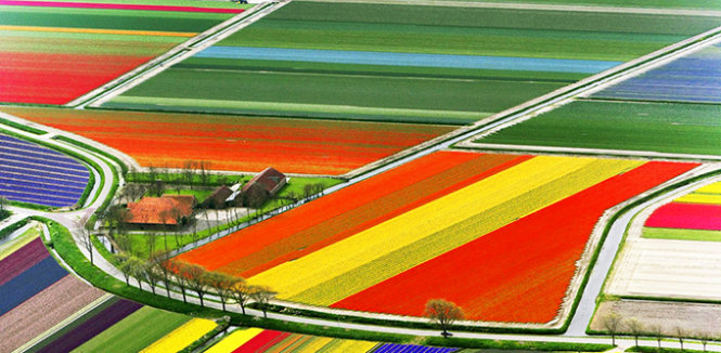 Cánh đồng bút chì gỗ đầy màu sắc được tạo nên từ những bông hoa tulip - Ảnh: Purewow