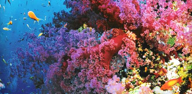 Sự kết hợp giữa san hô, tảo và các loài cá cũng có thể làm biến đổi màu sắc của biển  - Ảnh: Purewow
