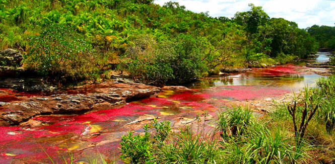 Dòng sông ngũ sắc Cano Cristales tại Colombia – một tạo tác của thiên nhiên - Ảnh: Purewow