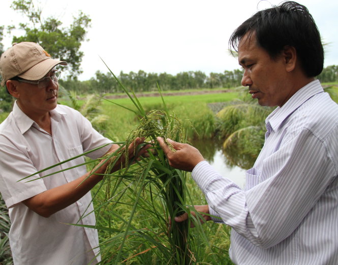 Ông Nguyễn Trung Hiếu (phải) - phó Phòng NN&PTNT huyện Hồng Dân, Bạc Liêu - kiểm tra giống lúa một bụi trên địa bàn - Ảnh: V.TR.