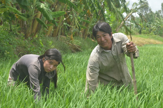 Lê Thị Hà Yên đang giặm lúa Ảnh: MINH TÂM