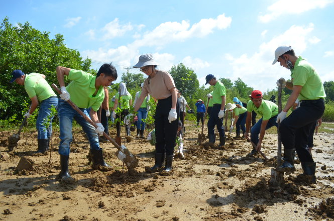 Các tình nguyện viên trồng cây xanh tại rừng ngập mặn Cần Giờ Ảnh: QUỐC BÌNH