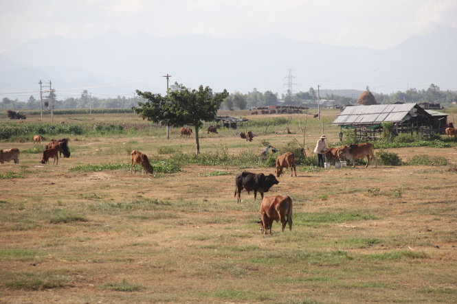 Trang trại bò trên “thảo nguyên” Long Hội - Ảnh: Trường Trung