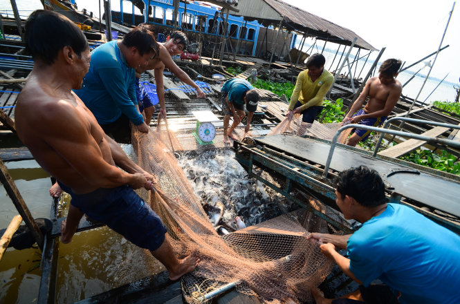 Liệu có bỏ quy hoạch nuôi cá là vấn đề đang tranh cãi. Trong ảnh: nông dân huyện Thanh Bình, Đồng Tháp thu hoạch cá ba sa - Ảnh: Thanh Tùng