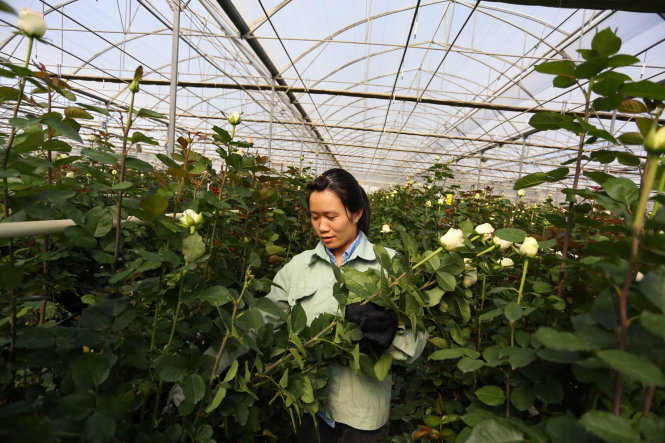Theo cơ chế mới, việc trồng rau và hoa trong nhà kính được miễn thuế nhập khẩu trang thiết bị. Trong ảnh: một cơ sở trồng hoa trong nhà kính ở TP Đà LạtẢnh: M.VINH