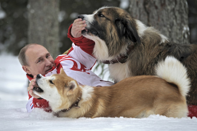 Tổng tống Putin nằm trên tuyết chơi đùa với các chú chó ở thủ đô Matxcơva ngày 24-3-2013 - Ảnh: Reuters