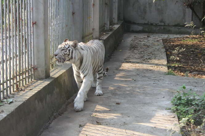 Khu vực nuôi nhốt hổ tại Khu du lịch sinh thái Trại Bò - Ảnh: D.Hòa
