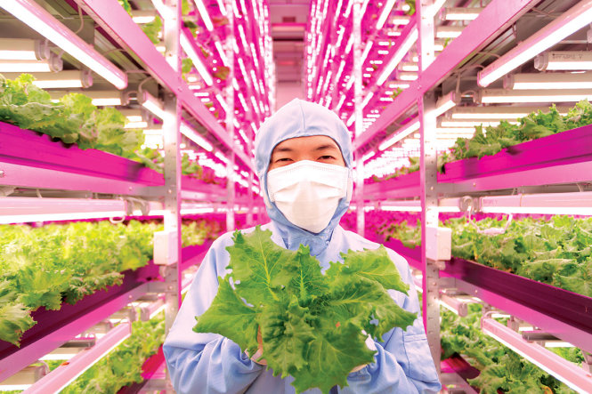 Công ty Mirai đặt cược vào tương lai của ngành trồng rau trong nhà  -modernfarmer.com