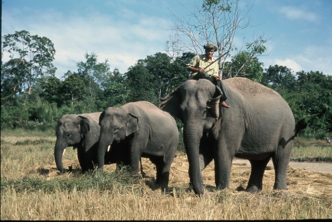 Ba mẹ con voi nhà voi. Từ trái qua phải: voi Thoong Khăm, Thoong Ngân và voi mẹ nuôi Y Kung: Ảnh: Niimura Yoko - Ảnh: Niimura Yoko