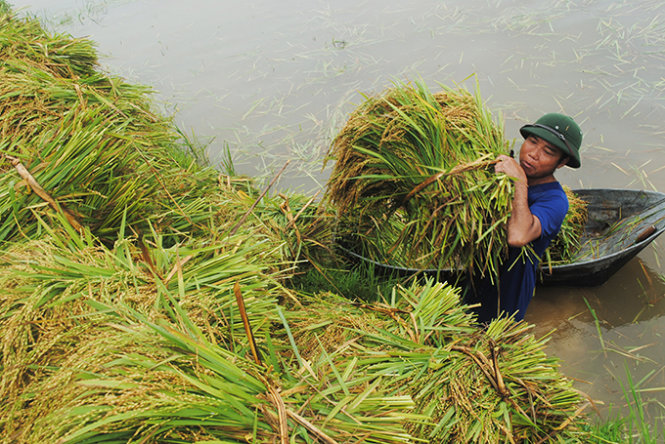 Người dân Nghệ An gặt lúa chạy lụt - Ảnh: Doãn Hòa