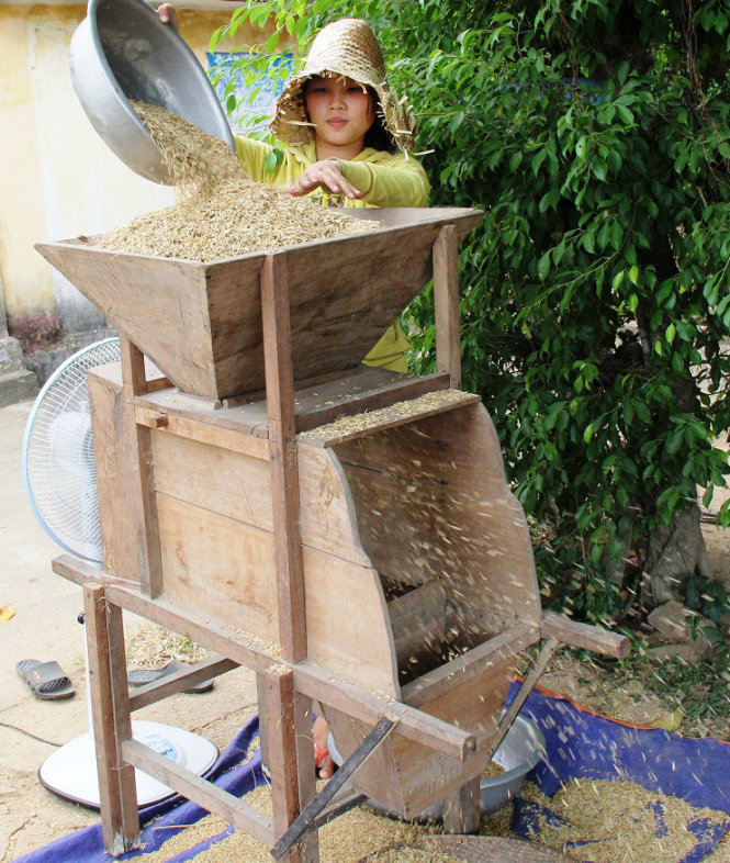 Bùi Thị Thiết (Quảng Ngãi), Trường ĐH Kinh tế Đà Nẵng, hong lúa giúp gia đình trước khi nhập học - Ảnh: Trần Mai