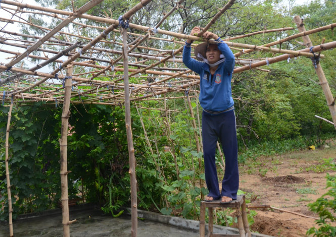 Nguyễn Thị Hồng Nhi (Bình Định), Trường ĐH Kỹ thuật y dược Đà Nẵng, làm giàn mướp trong vườn nhà giúp mẹ - Ảnh: Trường Đăng
