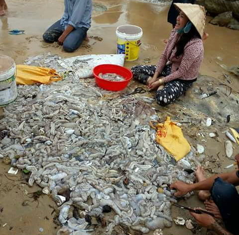 Nhiều người dân và du khách  vớt hải sâm tại khu vực biển Dinh Cậu (thị trấn Dương Đông) - ảnh Lê Khoa