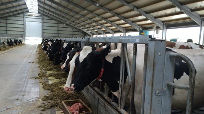 Những con bò được cho ăn bằng robot tự độngẢnh: BBC