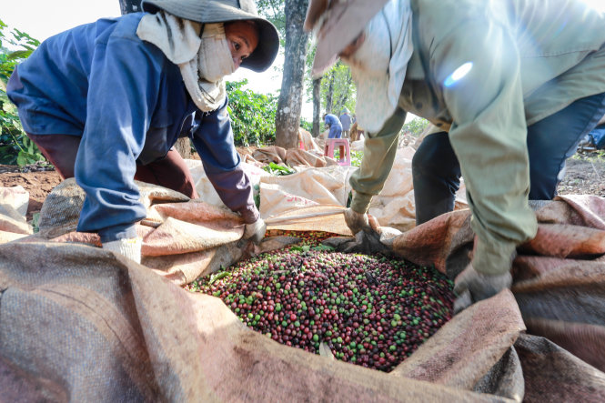 Dự kiến việc kiểm dịch cà phê xuất khẩu đi một số thị trường sẽ được bãi bỏ. Trong ảnh: thu hoạch cà phê tại Tây nguyên - Ảnh: TIẾN THÀNH