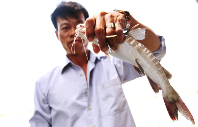 Anh Ba Hùng và con cá vồ chó nặng hơn nửa ký. Loài cá này là đặc sản ở đầm Thị Tường - Ảnh: Quốc Việt